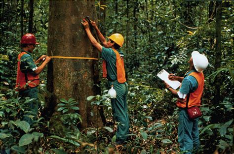  Community Forestry: From Concept to Practice - Ein visueller Dialog über nachhaltige Waldbewirtschaftung in Thailand