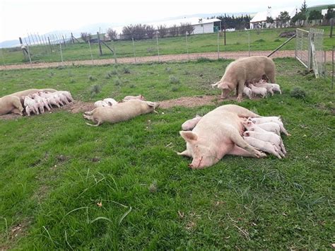  Farming for Beginners: A Beginner's Guide to Small-Scale Farming in South Africa- Eine Symphonie aus Bodenwissen und praktischer Anleitung