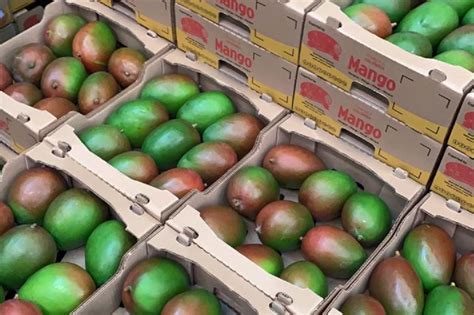  The Greenest Mangoes - A Journey Through Colombian Folklore and Family Ties