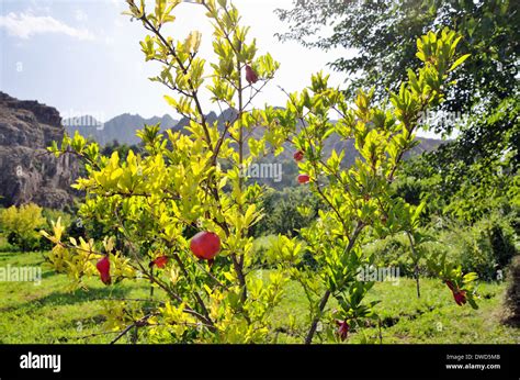  The Pomegranate Orchard – Ein süßer Traum von Vergangenheitsbewältigung und familiärer Liebe