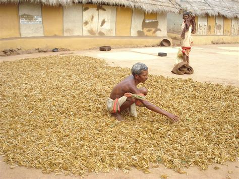  Traditionen der Zukunft? Eine kritische Analyse von Traditional Agriculture in India: A Perspective