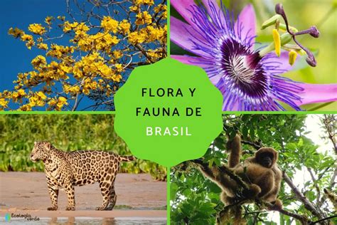 Viva o Jardim!: A Celebration of Brazilian Flora and Fauna